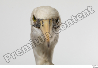 Stork  2 beak head 0003.jpg